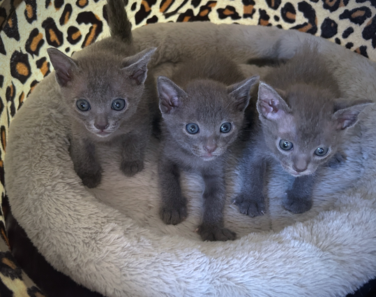 Popee's 1st litter at 4 weeks old